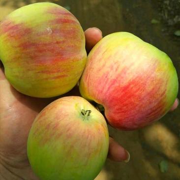 早熟脆甜藤木苹果，现摘发货，口感脆甜多汁，全国发货