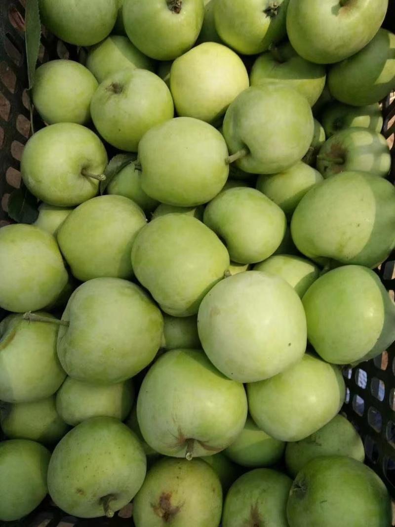 早熟脆甜藤木苹果，现摘发货，口感脆甜多汁，全国发货