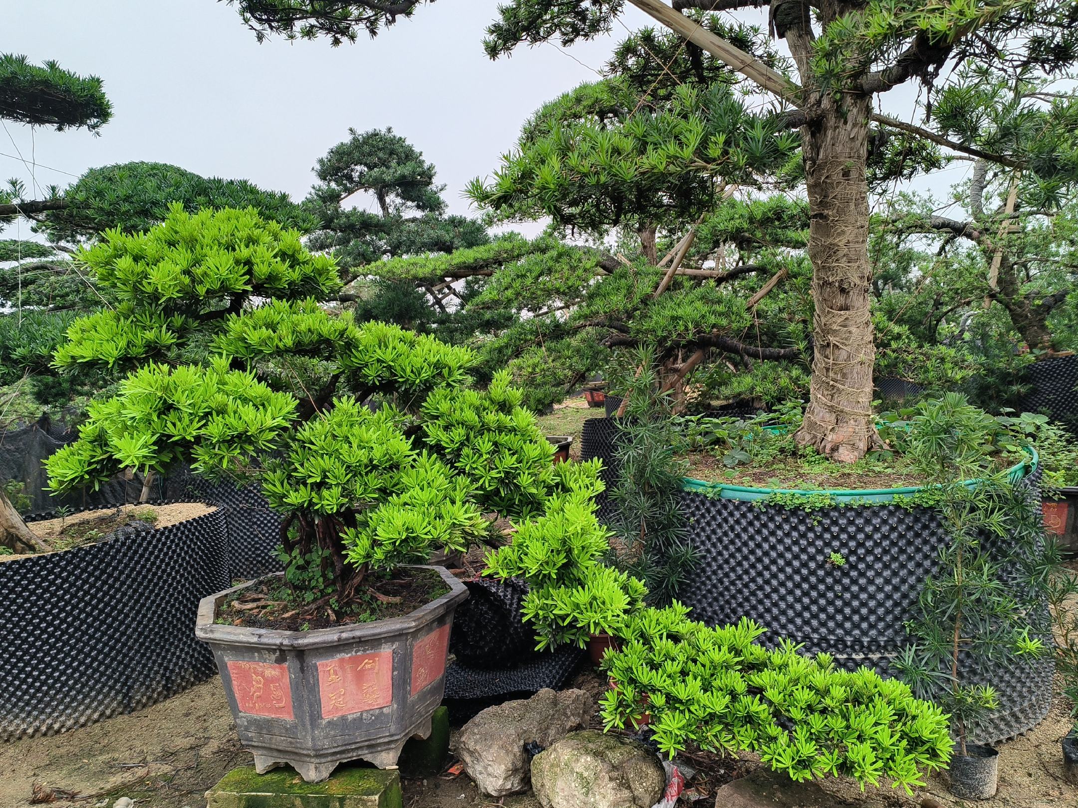 夏季罗汉松水培管理场景图