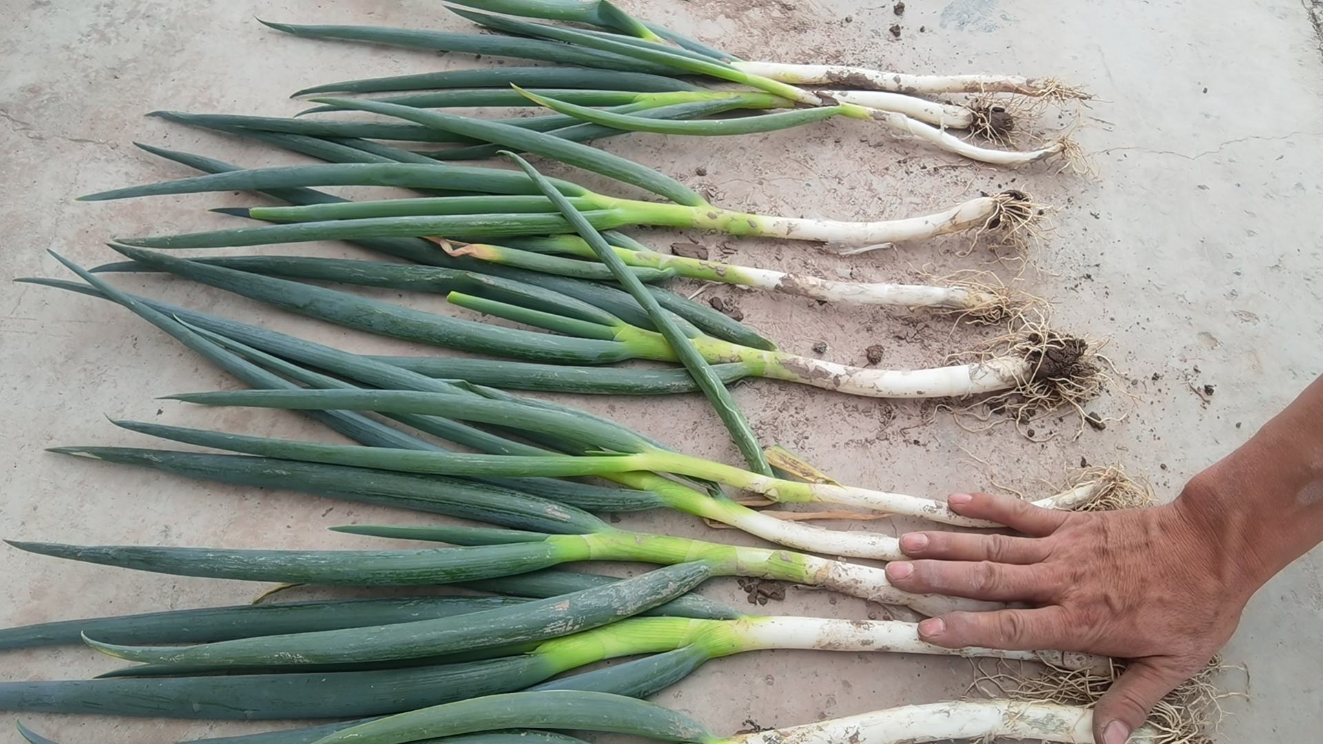 图片说明:新鲜的大葱与洋葱并列摆放,展示其外观和颜色差异 大葱与洋葱的对比图