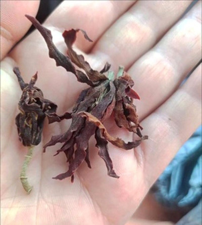 新货肾兰花白兰花干花白玉兰黄角兰花干养生花茶