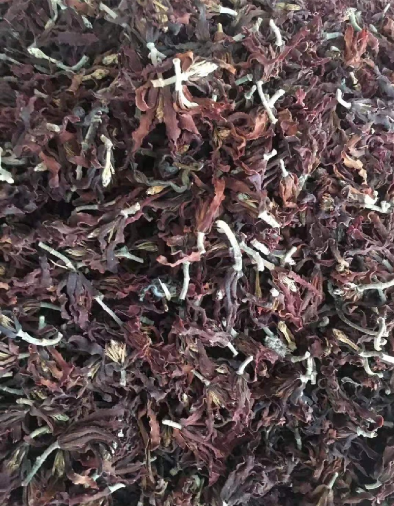 新货肾兰花白兰花干花白玉兰黄角兰花干养生花茶