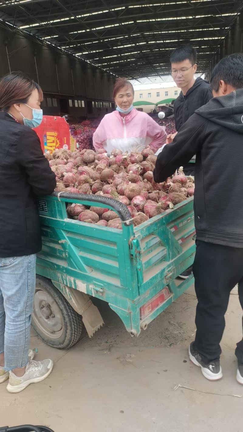 内黄洋葱大量上市。欢迎各位老板前来选购。原产地代收，代发