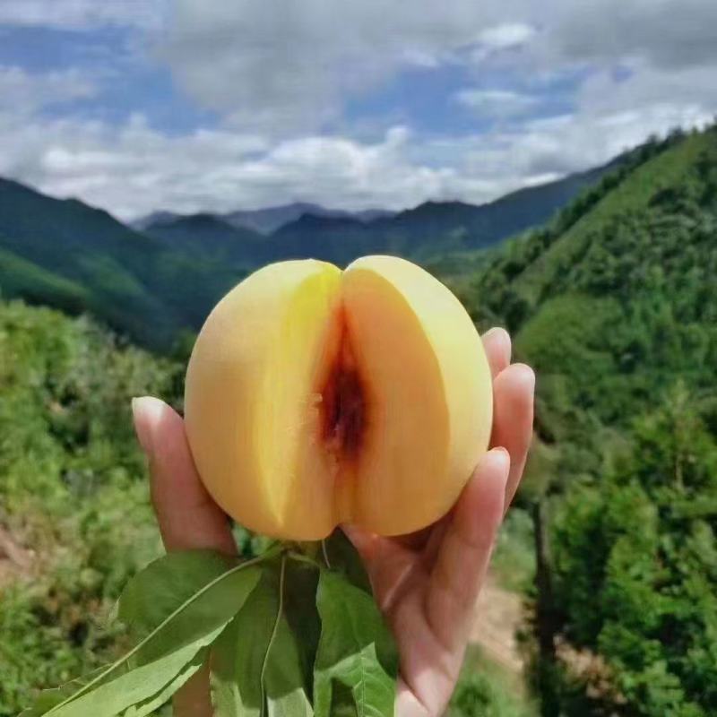 湖北桃子黄桃新鲜桃子黄金蜜一号襄阳桃子一手货源