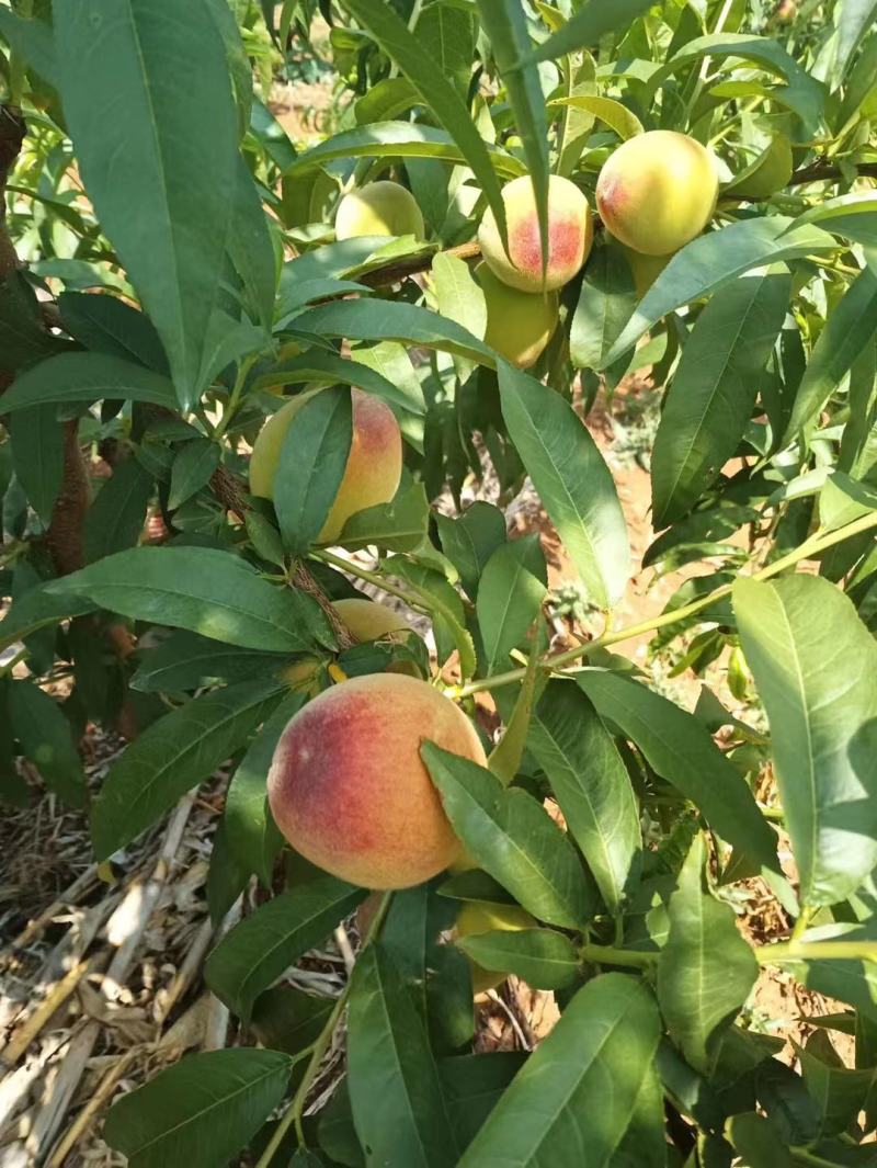 湖北桃子黄桃新鲜桃子黄金蜜一号襄阳桃子一手货源