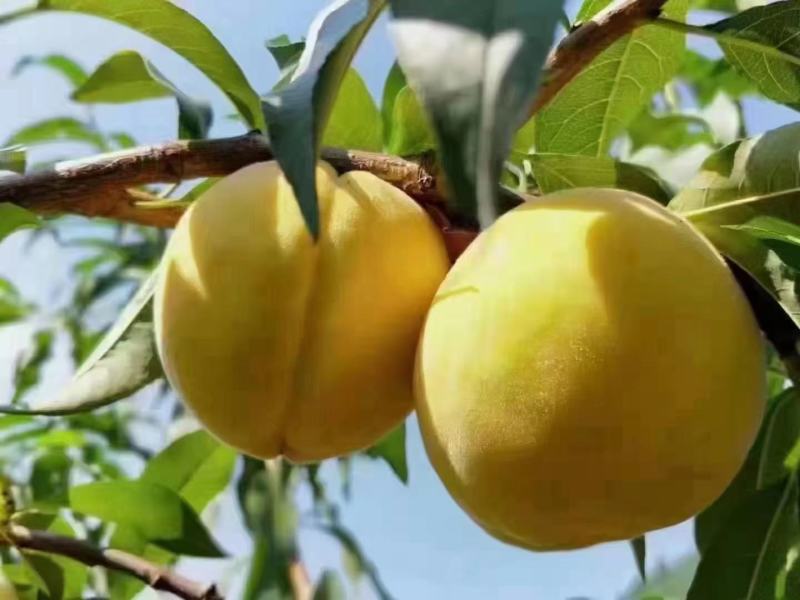 湖北桃子黄桃新鲜桃子黄金蜜一号襄阳桃子一手货源