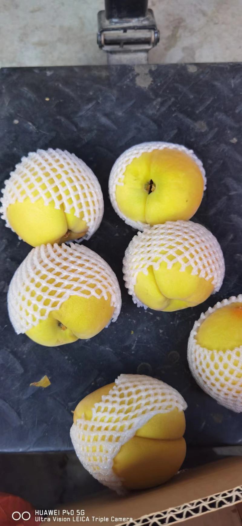 湖北桃子黄桃新鲜桃子黄金蜜一号襄阳桃子一手货源