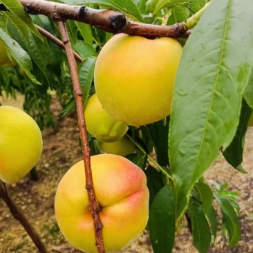 湖北桃子黄桃新鲜桃子黄金蜜一号襄阳桃子一手货源