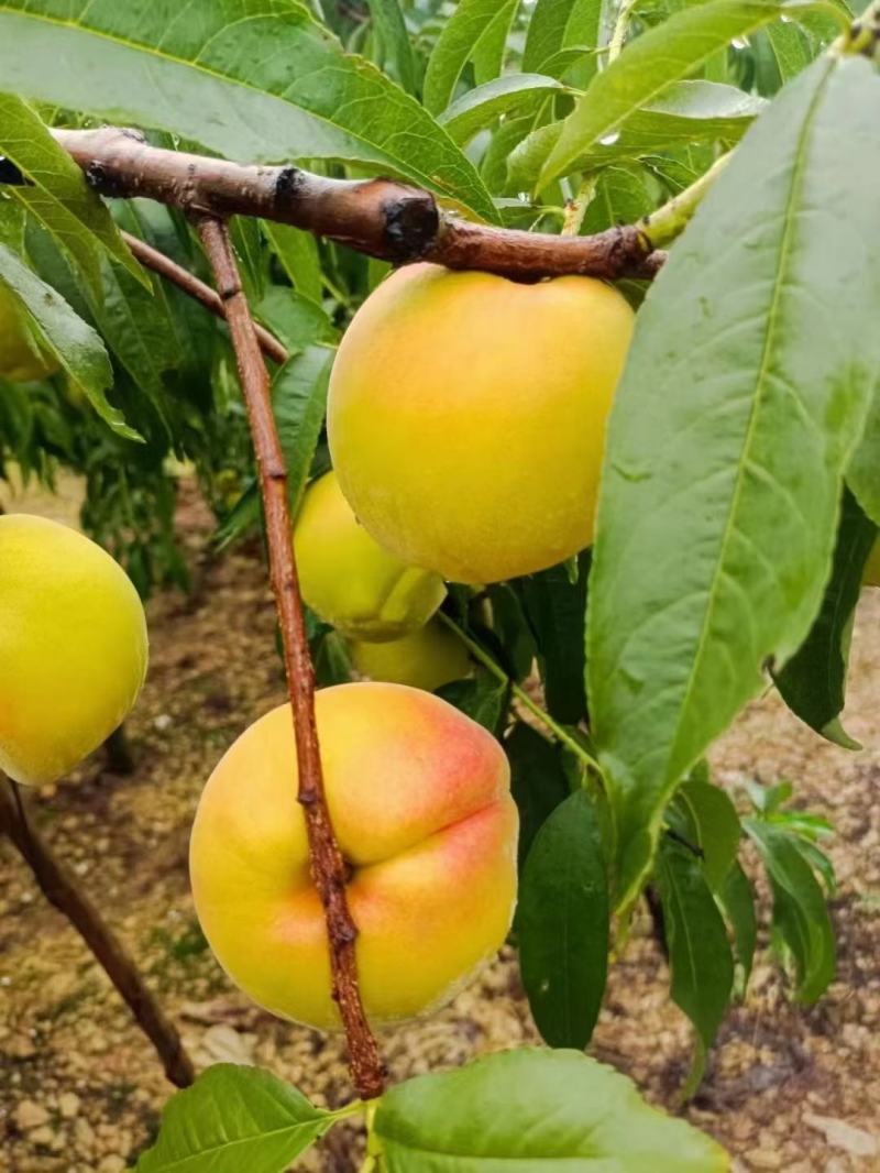 湖北桃子黄桃新鲜桃子黄金蜜一号襄阳桃子一手货源