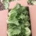 山西精品意大利生菜视频看货商超全国批发市场诚信第一