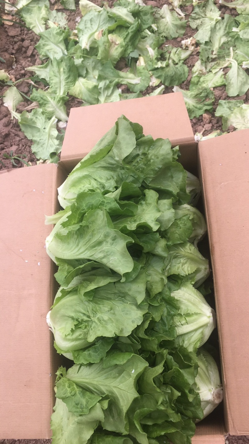 山西精品意大利生菜视频看货商超全国批发市场诚信第一