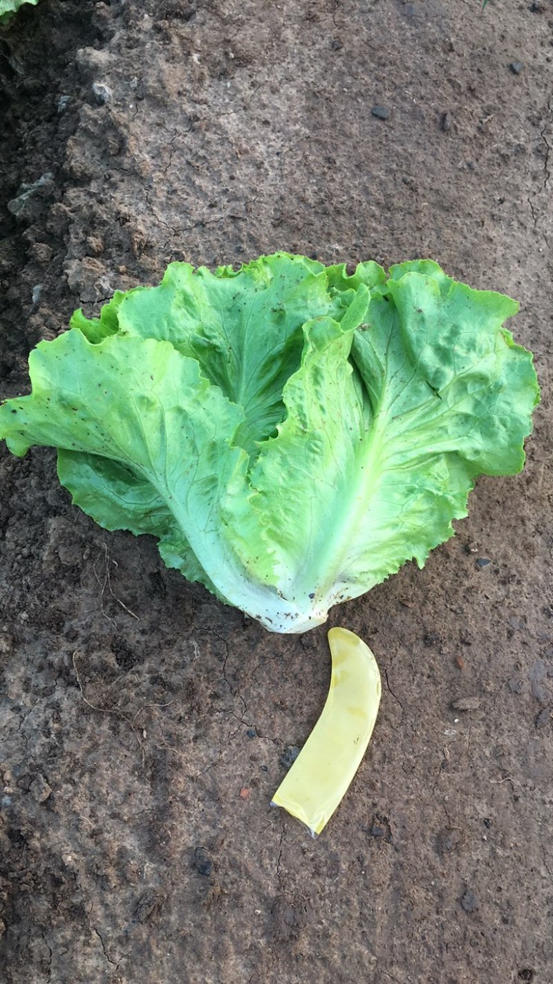山西精品意大利生菜视频看货商超全国批发市场诚信第一