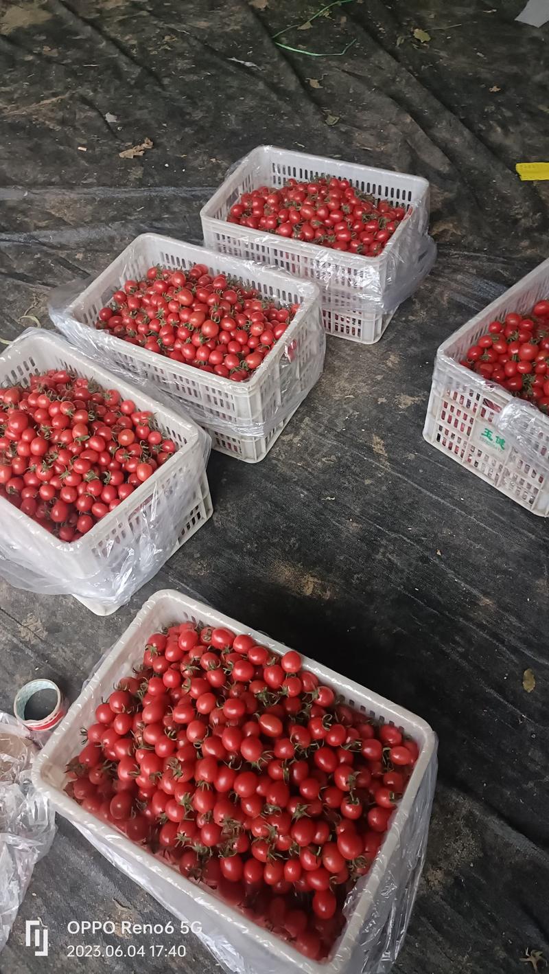 硬粉西红柿，冷棚种植，面积大，好收货，对接电商平台，