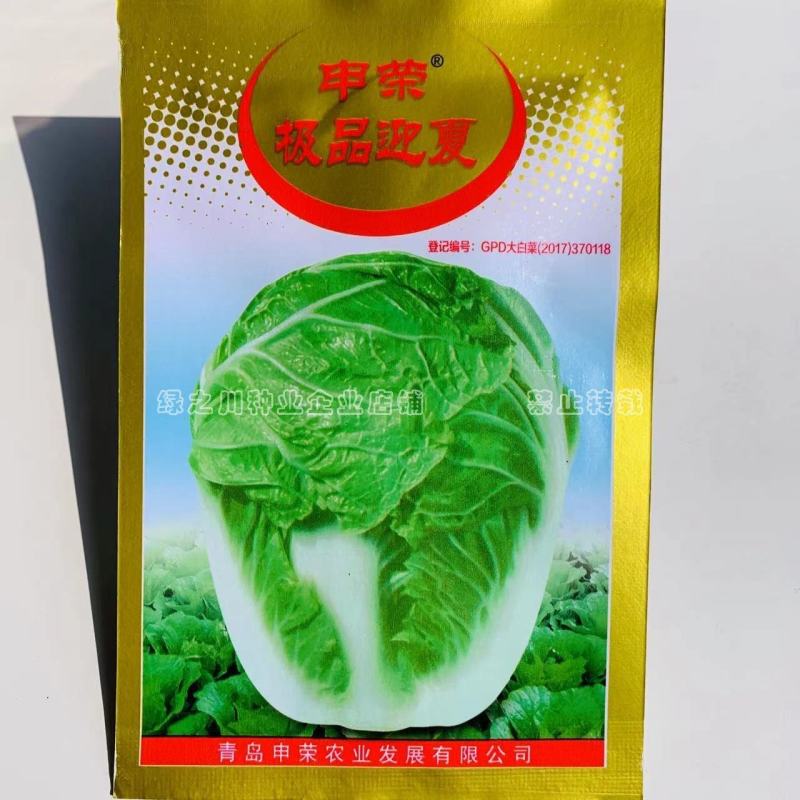抗热大白菜种子夏秋季早熟杂交种外叶黄绿色叠抱耐热白菜种