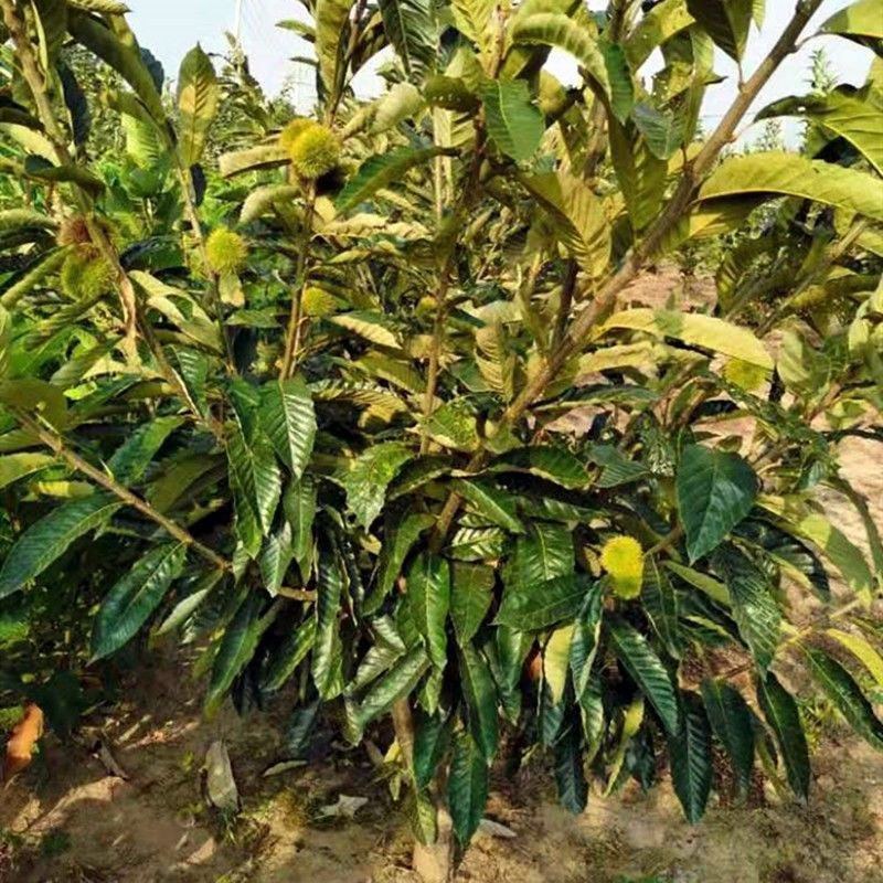 嫁接板栗树大红袍板栗大树苗易活栗子苗南北方种植大果树包邮