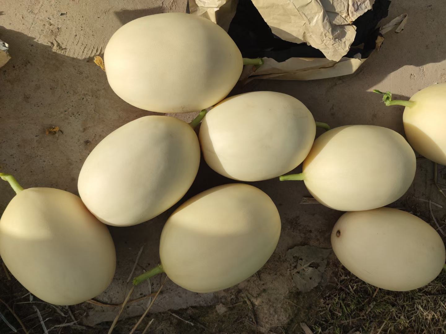 哈密瓜与甜瓜对比图