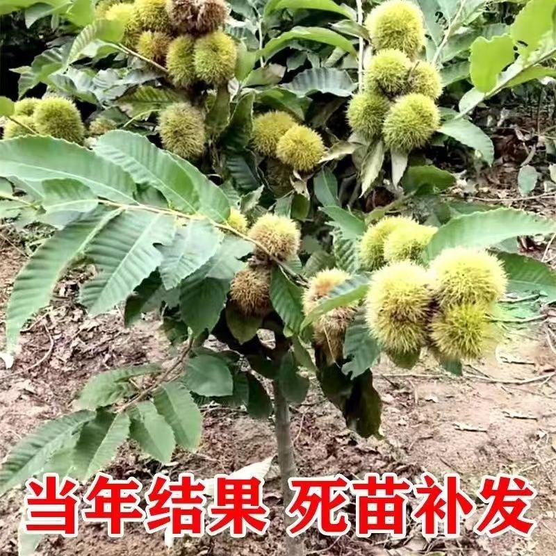 嫁接板栗树大红袍板栗大树苗易活栗子苗南北方种植大果树包邮
