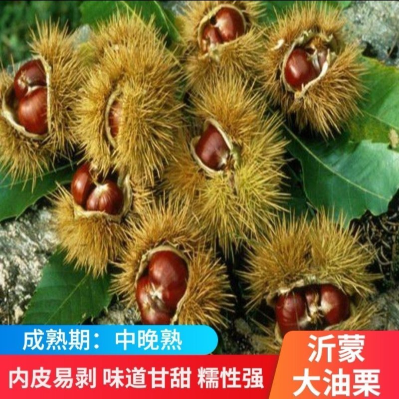 嫁接板栗树大红袍板栗大树苗易活栗子苗南北方种植大果树包邮