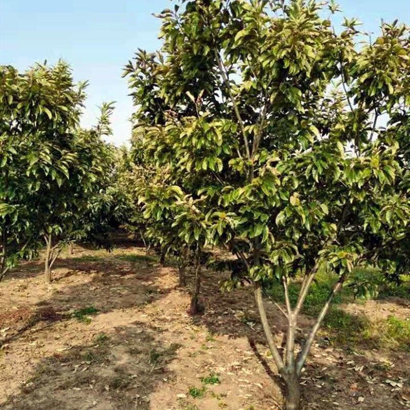 嫁接板栗树大红袍板栗大树苗易活栗子苗南北方种植大果树包邮
