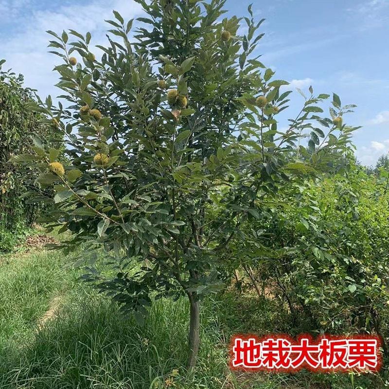 嫁接板栗树大红袍板栗大树苗易活栗子苗南北方种植大果树包邮
