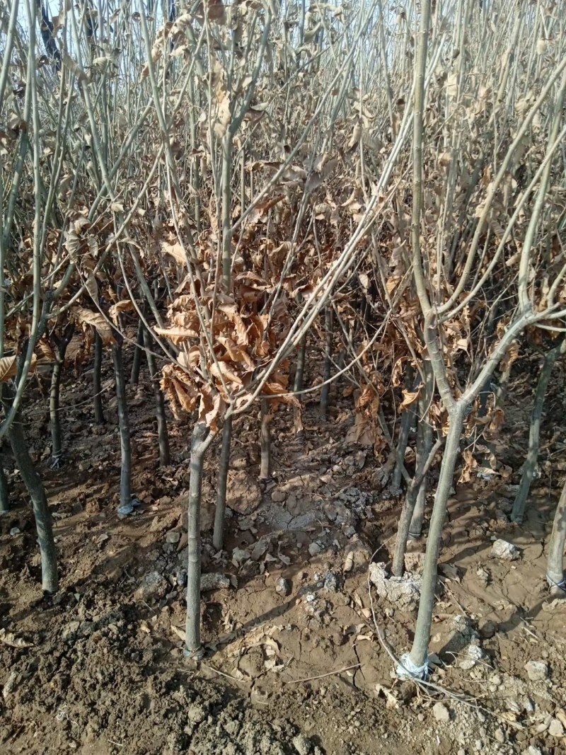 嫁接板栗树大红袍板栗大树苗易活栗子苗南北方种植大果树包邮