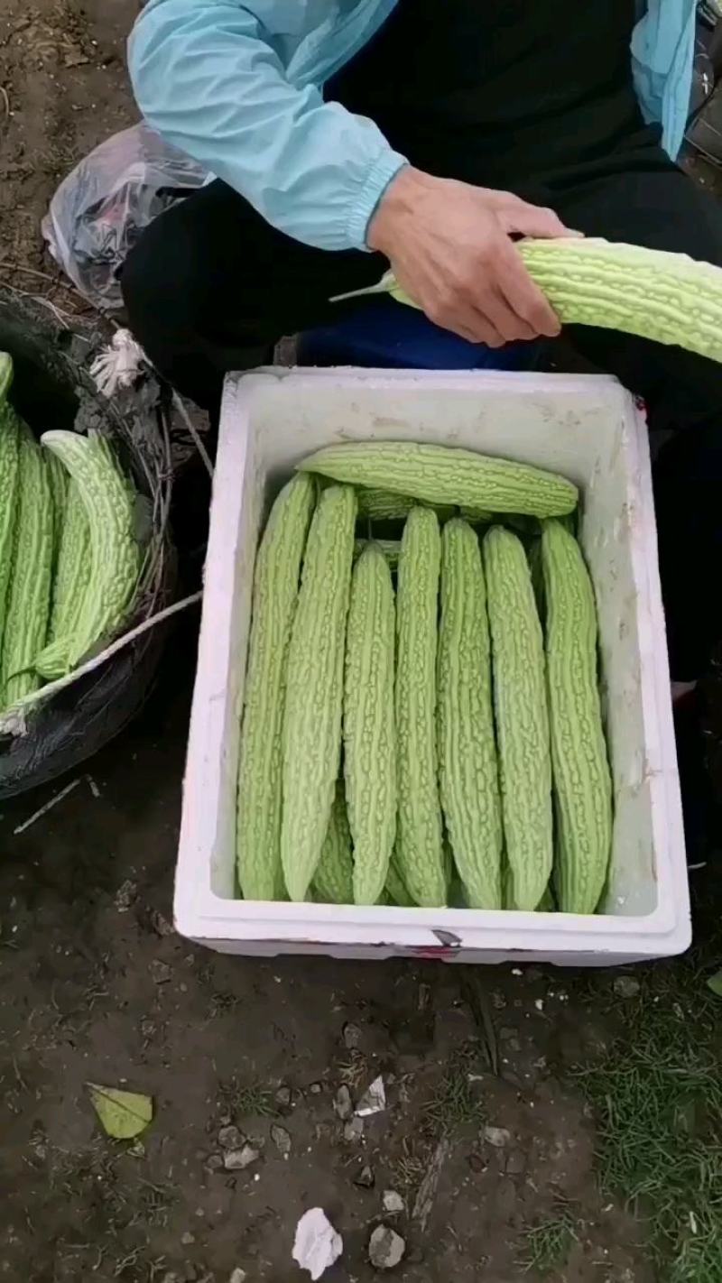 油苦瓜，精品苦瓜，威远产地，大量供应