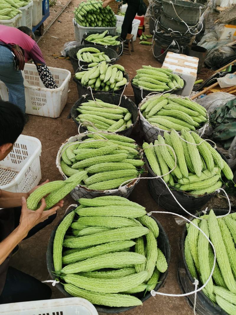油苦瓜，精品苦瓜，威远产地，大量供应