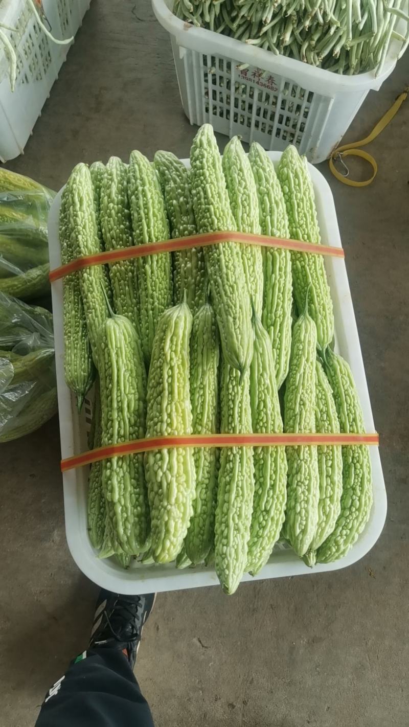 油苦瓜，精品苦瓜，威远产地，大量供应