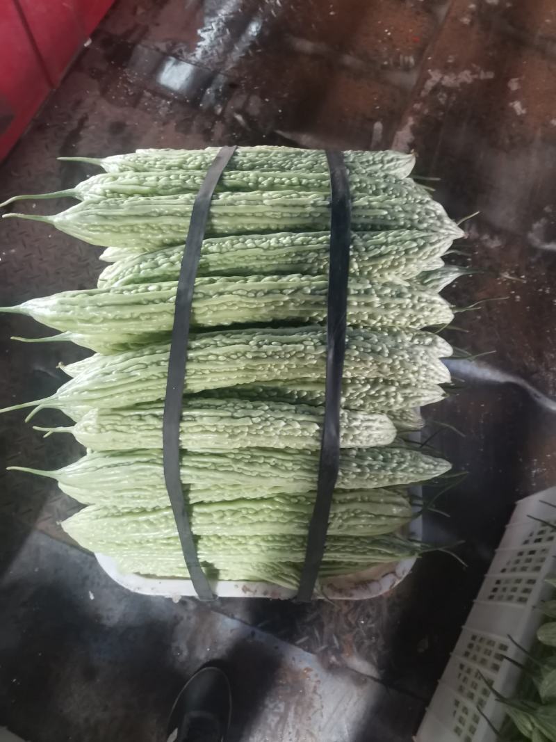 油苦瓜，精品苦瓜，威远产地，大量供应