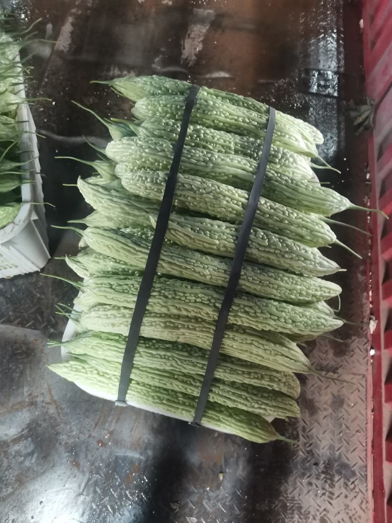 油苦瓜，精品苦瓜，威远产地，大量供应