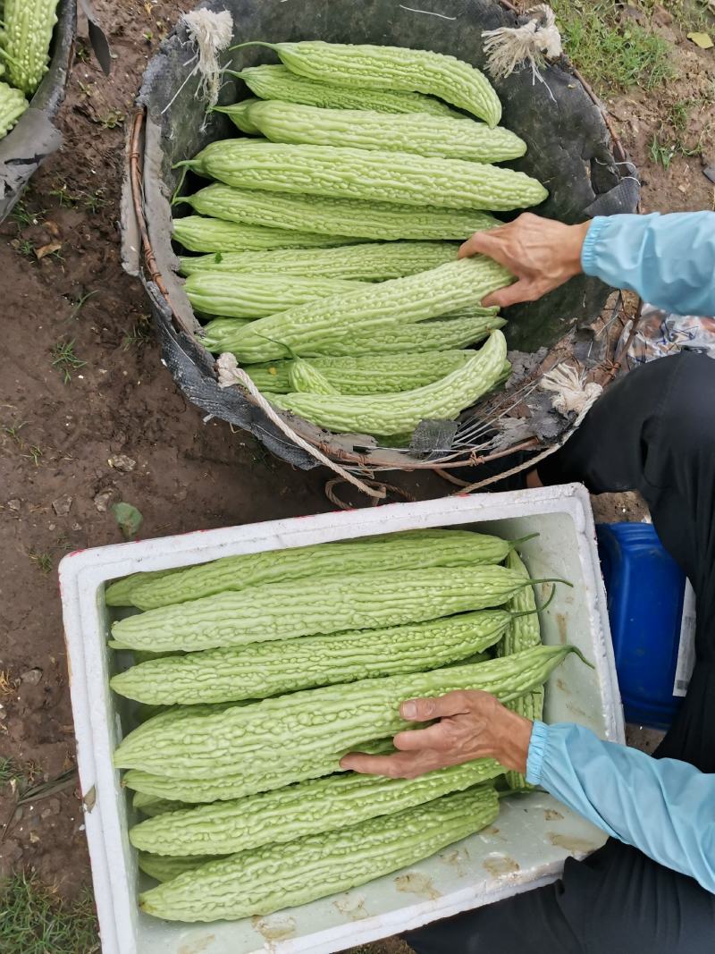 油苦瓜，精品苦瓜，威远产地，大量供应