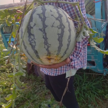 大棚精品美都露美都西瓜天美都及西农八号持续上市