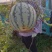 大棚精品美都露美都西瓜天美都及西农八号持续上市