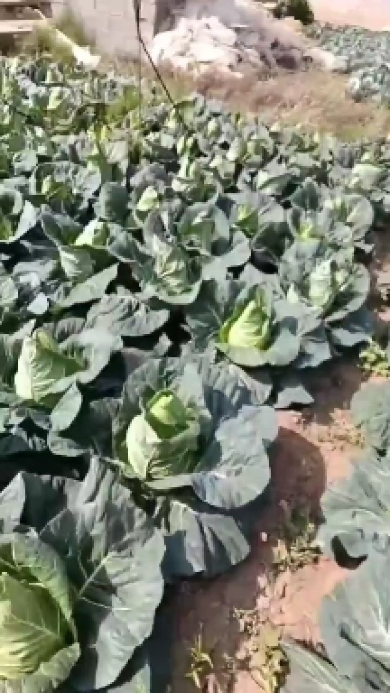 牛心甘蓝苗，苗子清秀整齐，无病，无虫眼，根系发达，成活率