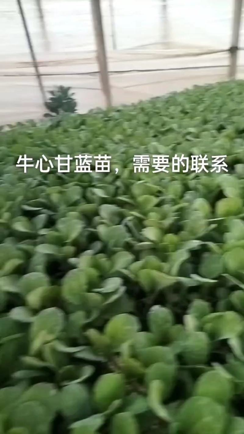 牛心甘蓝苗，苗子清秀整齐，无病，无虫眼，根系发达，成活率