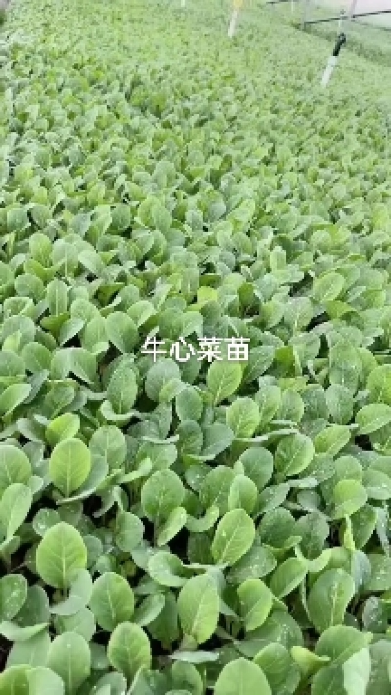 牛心甘蓝苗，苗子清秀整齐，无病，无虫眼，根系发达，成活率