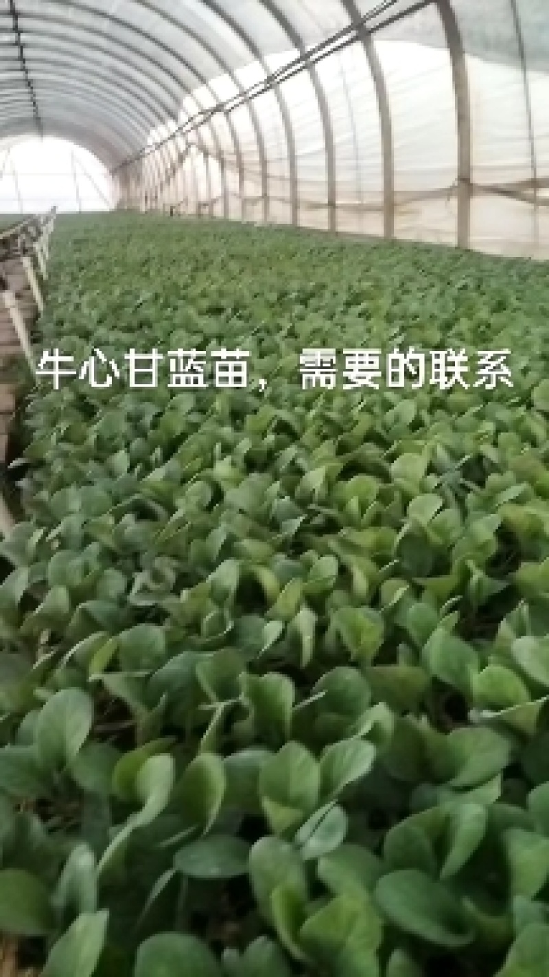 牛心甘蓝苗，苗子清秀整齐，无病，无虫眼，根系发达，成活率