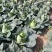 牛心甘蓝苗，苗子清秀整齐，无病，无虫眼，根系发达，成活率