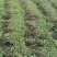 凉粉草青绿2024年新产的凉粉草无硫叶多清香出粉率最高