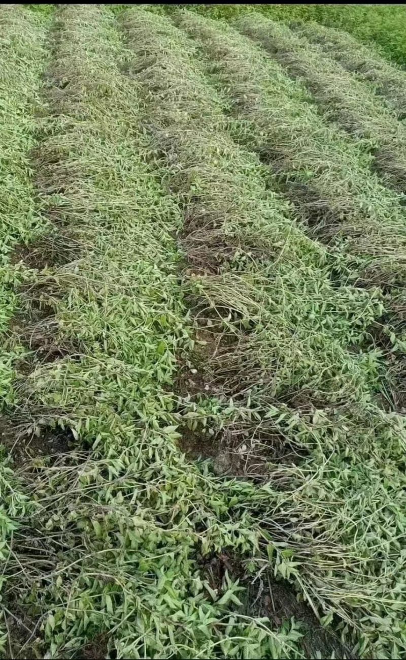 凉粉草青绿2024年新产的凉粉草无硫叶多清香出粉率最高