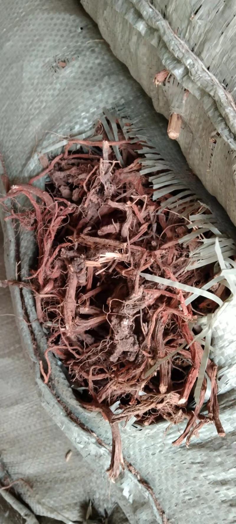 商洛精品丹参品质优良全国发货可视频看货