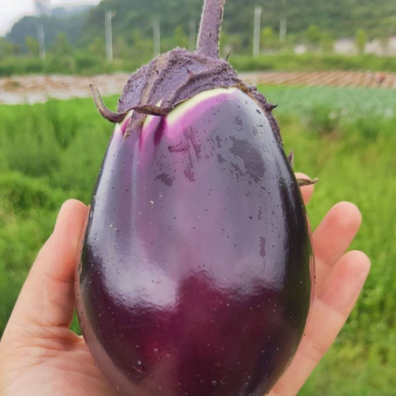 湖南本地紫圆茄诚信经营质量三包各类精品货商超电商市场全国