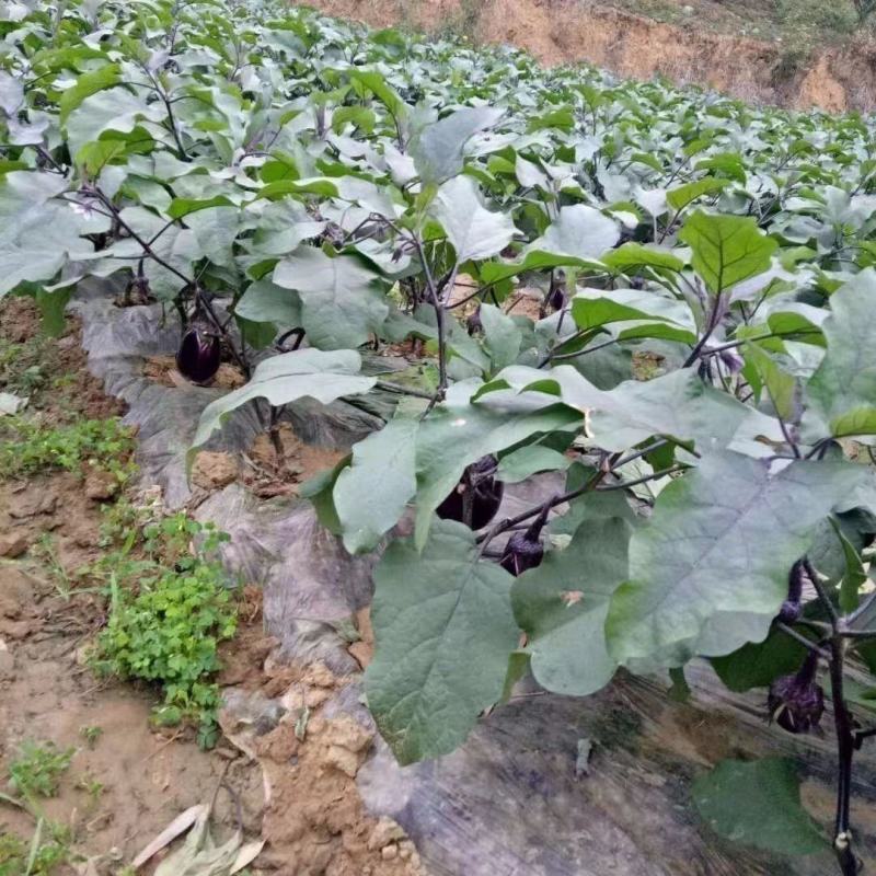 湖南本地紫圆茄诚信经营质量三包各类精品货商超电商市场全国