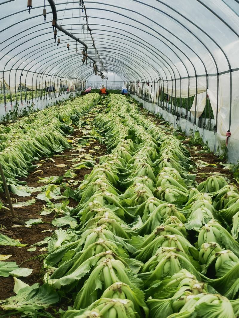 【推荐】包芥菜大量上市，现货直供，云南包心芥菜，长年供应