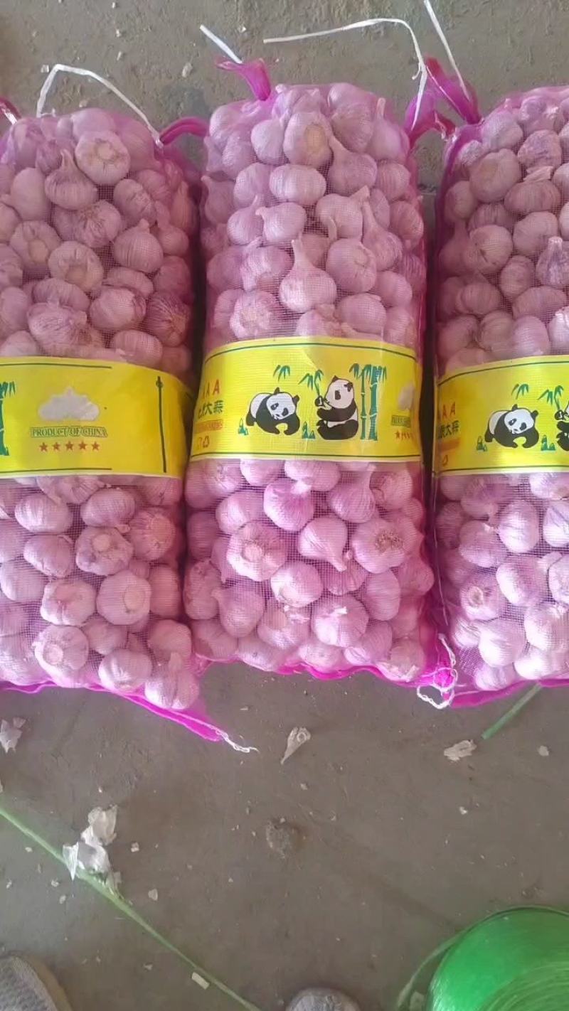（精选）金乡大蒜红皮紫皮储存量大价位便宜全国发货