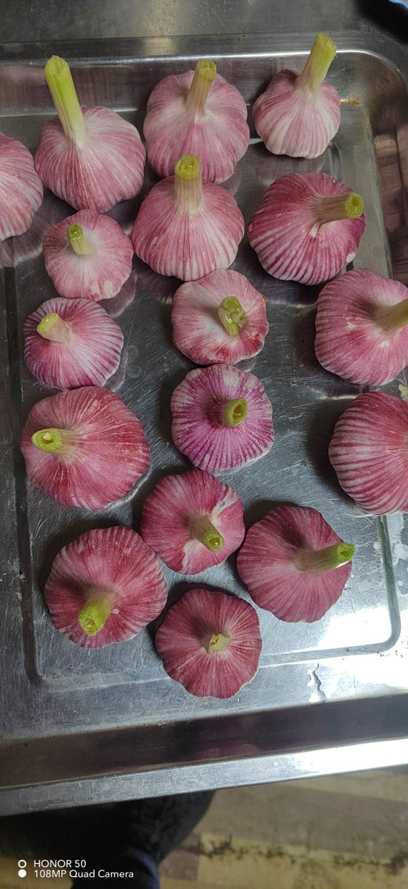 （精选）金乡大蒜红皮紫皮储存量大价位便宜全国发货