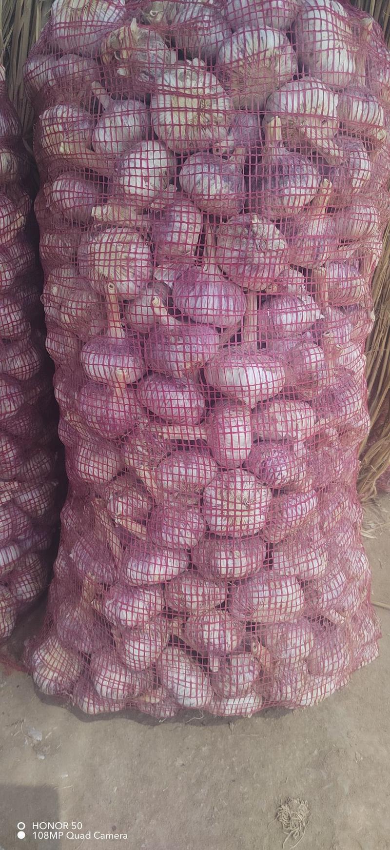 （精选）金乡大蒜红皮紫皮储存量大价位便宜全国发货