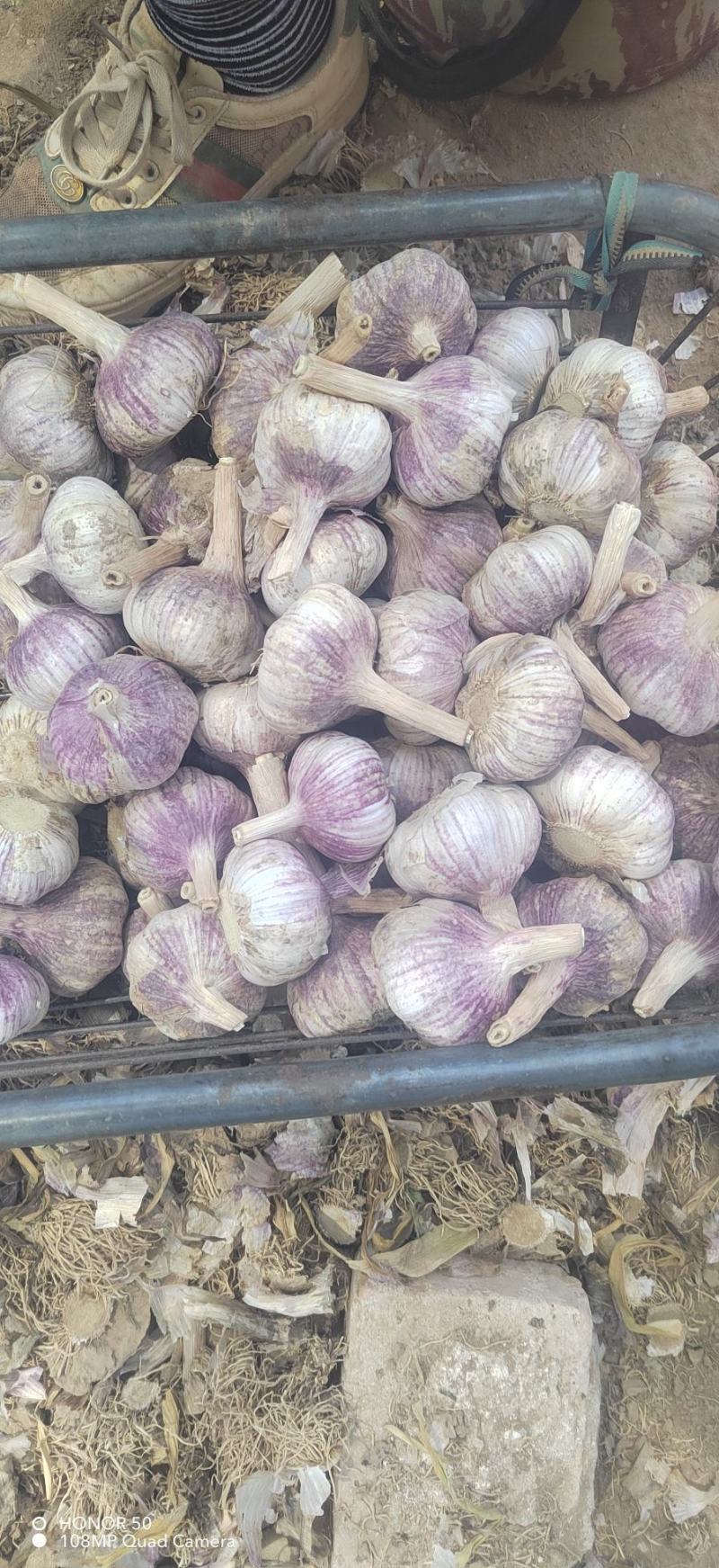 （精选）金乡大蒜红皮紫皮储存量大价位便宜全国发货