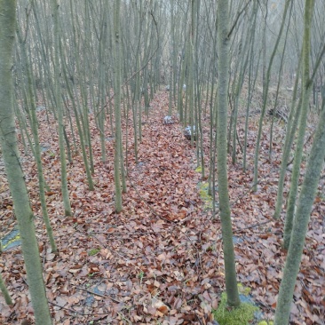 红榉，红榉基地，红榉小苗，基地直销。保质保量，量大价优。