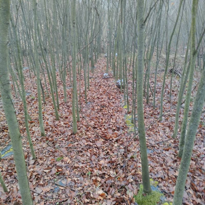 红榉，红榉基地，红榉小苗，基地直销。保质保量，量大价优。